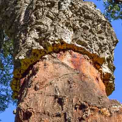 Über Cork 4 jungfräulicher Kork